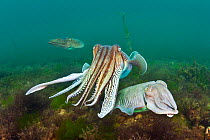Common cuttlefish (Sepia officinalis) male closely guarding his female mate, caressing her with his tentacles as he displays to a rival male in the background, Babbacombe Bay, Devon, UK, English Chann...