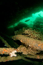 Ballan wrasse (Labrus bergylta) amongst wreckage of a Mulberry harbour from World War II, Selsey, West Sussex, England, UK, English Channel, April
