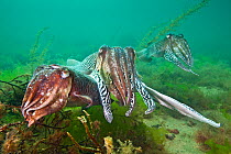 Common cuttlefish (Sepia officinalis) male closely guarding his female mate caressing her with his tentacles as he displays to a rival male in the background and  extending one of his tentacles. Babba...