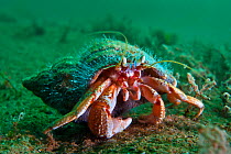 Common hermit crab (Pagurus bernhardus) in mollusc shell covered with the hydroid (Hydractinia echinata), which lives only on the shells of hermit crabs. Loch Long, Scotland, UK, May