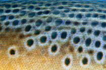 A long exposure of the flank of Brown trout (Salmo trutta) Capernwray, Lancashire, UK, August.
