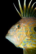 John dory (Zeus faber) at night, Babbacombe, Devon, UK, Tor Bay, English Channel, August