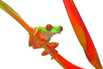 Red eyed tree frog (Agalychnis callidryas) tropical rainforet, Gamboa, Panama, November, meetyourneighbours.net project