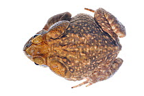 Giant marine toad (Rhinella marina) defensive posture, Gamboa, Panama, November, meetyourneighbours.net project