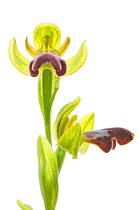 Sombre bee orchid (Ophrys fusca) urban, Alicante, Spain, February. meetyourneighbours.net project