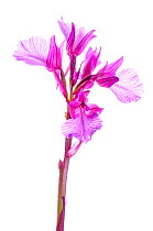 Pink butterfly orchid (Anacamptis papilionacea)  Sierra de Mariola, Alicante, Spain, February,  meetyourneighbours.net project