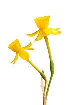 Wild daffodil (Narcissus assoanus) Sierra de Bernia, Alicante, Spain, March, meetyourneighbours.net project