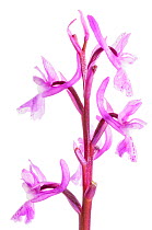 Southern early purple orchid (Orchis olbiensis) Sierra de Bernia, Alicante, Spain, March. meetyourneighbours.net project