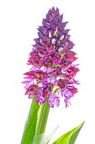 Lady orchid (Orchis purpurea) Sierra de Mariola, Alicante, Spain, April. meetyourneighbours.net project