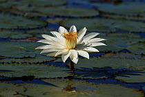 Day Water lily (Nymphaea nouchali) Chobe National Park, Botswana