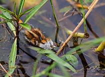 African jacana (Actophilornis africanus) chick staying still when threatened, Chobe National Park, Botswana, April