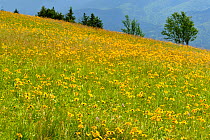 Mountain arnica (Arnica montana) in flower, Honeck Vosges, Mountains France, July.