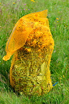 Mountain arnica (Arnica montana) bag full of picked flowers, Honeck Vosges, Mountains France, July 2010.