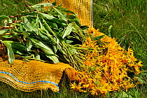 Mountain arnica (Arnica montana) open sack showing picked flowers with stems, Honeck Vosges, Mountains France, July 2010.