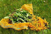 Mountain arnica (Arnica montana) open sack showing picked flowers with stems, Honeck Vosges, Mountains France, July 2010.