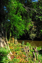 Bald cypress tree (Taxodium distichum) and knees next to river, Courant d'Huchet, Landes, France, August.