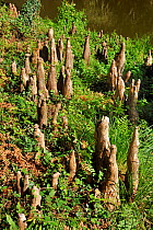 Bald cypress knees (Taxodium distichum) Courant d'Huchet Landes, France, August.