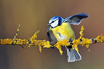 Blue tit (Parus caeruleus) perched with aggressive posture on mossy branch in winter, Lorraine, France, January.