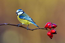 Blue tit (Parus caeruleus) perched on Dog rose (Rosa canina) branch in winter, Lorraine, France, January.
