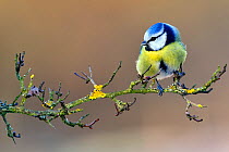 Blue tit (Parus caeruleus) perched on branch in winter, Lorraine, France, January.