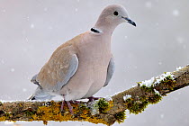 Collared dove (Streptopelia decaocto) perched on mossy branch in winter during snowfall, Lorraine, France December.