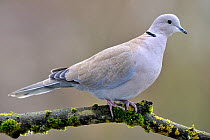 Collared dove (Streptopelia decaocto) perched on mossy branch, Lorraine, France December.
