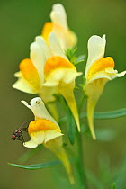 Common toadflax (Linaria vulgaris) with fly, Hettange, Lorraine, France, August.