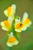 Common toadflax (Linaria vulgaris) with fly, Hettange, Lorraine, France, August.