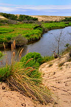River with sand dunes between Leon pond and Atlantic ocean, Courant D'Huchet Landes, France, August 2010.