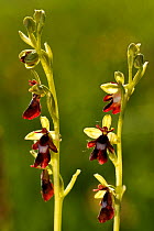 Fly orchid (Ophrys insectifera) in flower, Lorraine France, June.