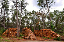 Log pile of maritime pine trees (Pinus pinaster) Landes, France, August 2010.
