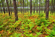 Maritime pine trees (Pinus pinaster) forest with bracken, Landes, France, August.