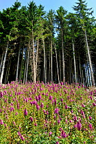 Foxglove (Digitalis purpurea) in flower with pine trees in background, Vosges Mountains, Lorraine, France July.