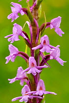 Fragrant orchid (Gymnadenia conopsea) in flower, Montenach, Lorraine, France, May.