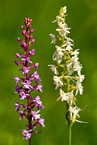 Fragrant orchid (Gymnadenia conopsea) in flower with white and purple form, Montenach, Lorraine, France, May.