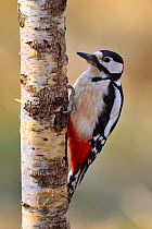 Great spotted woodpecker (Dendrocopos major) on Birch tree (Betula) in winter, Lorraine, France, March.