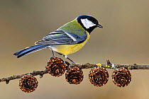 Great tit (Parus major) perched on larch (Larix) branch in winter, Lorraine, France, March.