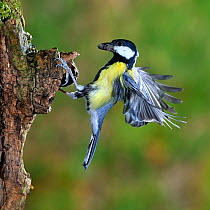 Great tit (Parus major) flying to nest with prey, Lorraine, France, March.