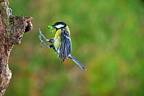 Great tit (Parus major) flying to nest with caterpillar prey, Lorraine, France, March.