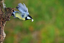 Great tit (Parus major) flying flying from nest carrying faecal pellet, Lorraine, France, March.