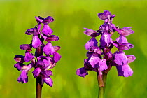 Green-winged orchid (Anacamptis morio) St Marguerite, Lorraine, France, May.