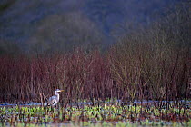 Grey heron (Ardea cinerea) standing in water at daybreak, Etang d'Amel, Lorraine, France, March.
