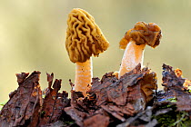 Half free morel fungus (Mitrophora semilibera)  close up, Lorraine, France, March.