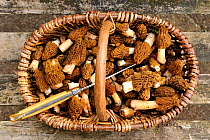 Basket full of Half free morels (Mitrophora semilibera) Lorraine, France, March.