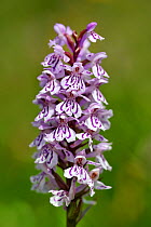 Heath spotted orchid (Dactylorhiza maculata) in flower, Route des crates, Vosges Mountains, France July.