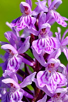 Heath spotted orchid (Dactylorhiza maculata) close up of flowers, Route des crates, Vosges Mountains, France July.