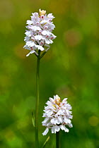 Heath spotted orchid (Dactylorhiza maculata) close up of flowers, white form, Route des crates, Vosges Mountains, France July.