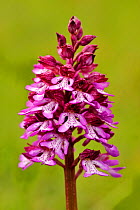 Hybrid orchid species between Military orchid (Orchis militaris) and Lady orchid (Orchis purpurea) Arnaville, Lorraine, France, May.