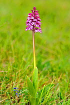 Hybrid orchid cross between Military orchid (Orchis militaris) and Lady orchid (Orchis purpurea) Arnaville, Lorraine, France, May.