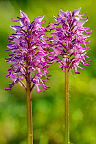 Hybrid orchid species cross between Military orchid (Orchis militaris) and Monkey orchid (Orchis simia) Arnaville, Lorraine, France, May.